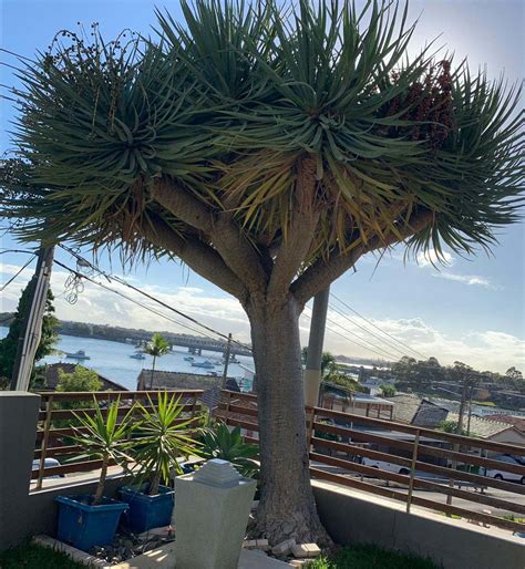 dragon tree moisture meter|dragon tree outside window.